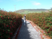 Jessica on Fuchsia lined path.jpg